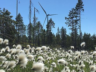 Bild på vindkraftverk i skogsmiljö med myrgräs i förgrunden.